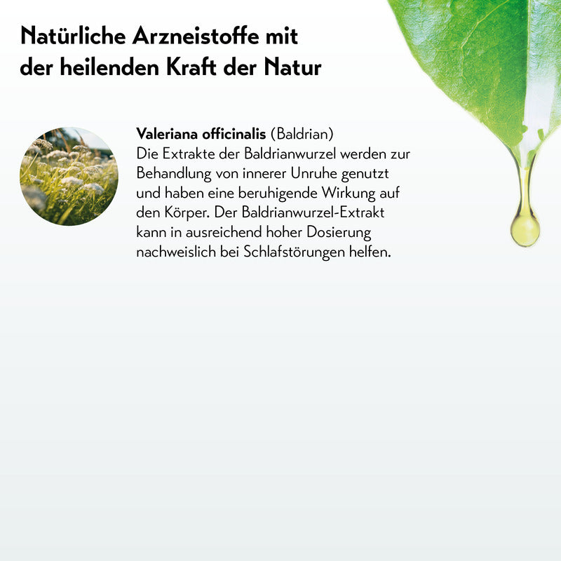 Grafik mit Text zu Valeriana officinalis (Baldrian): Beschreibung der beruhigenden Wirkung der Baldrianwurzel und ihres nachgewiesenen Effekts bei Schlafstörungen.