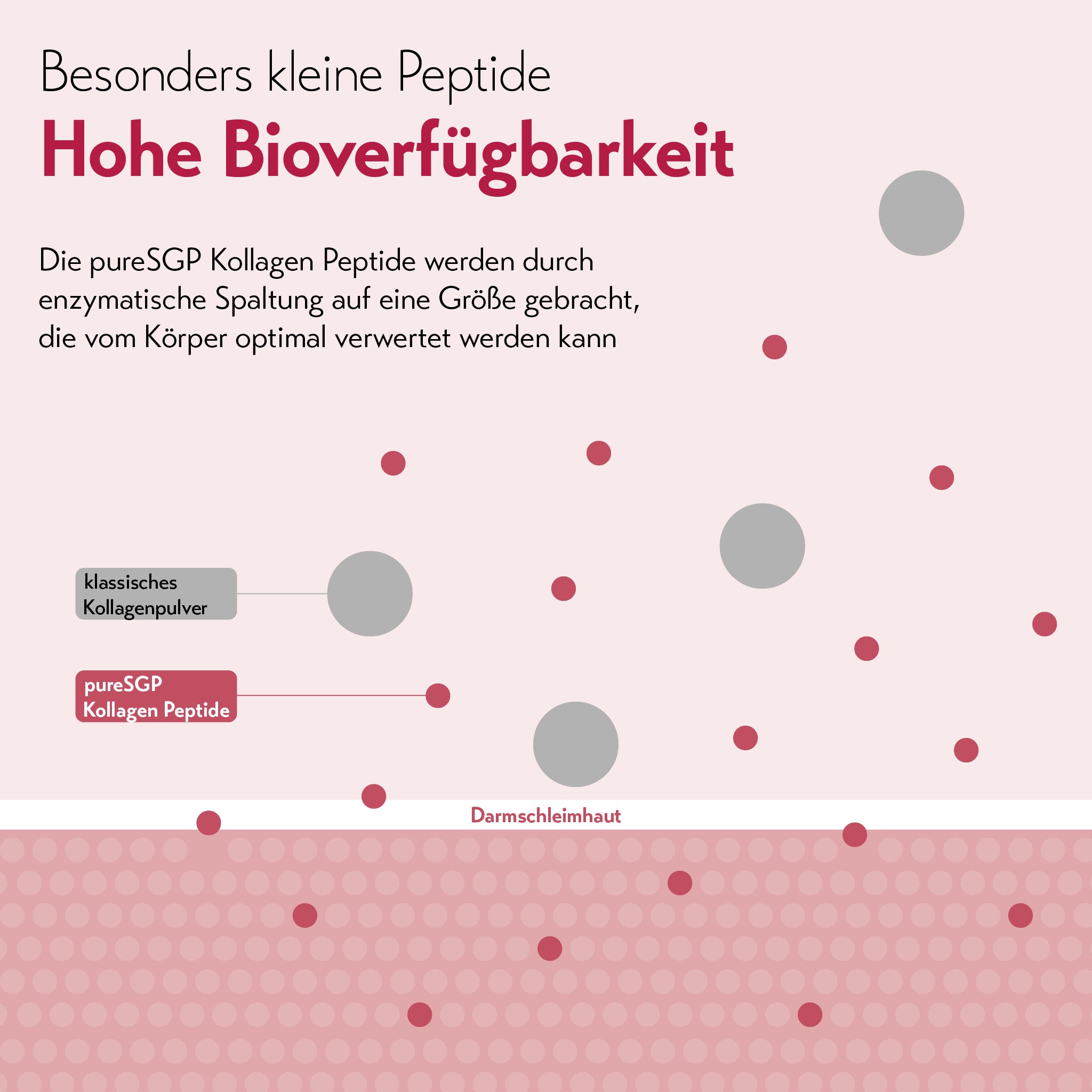 pureSGP KOLLAGEN PEPTIDE